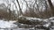 The forest is melting snow, the big fallen tree making video