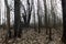 Forest in the middle of spring after melting snow