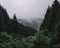 Forest on Mingyue Mountain, Jiangxi, China