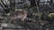 Forest Mini Antelope - Duker, Royal Antelope, Tiniest Antelope at Zoo, Zanzibar