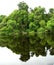 Forest mirrored in a lagoon on the Amazon