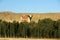 Forest with mogao grottoes