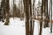 Forest monitoring area with marked trees for possible environment change in winter