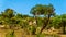 Forest with Mopane Trees and other trees in northern part of Kruger National Park