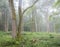 forest in morning mist near river seine in french normandy