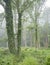 forest in morning mist near river seine in french normandy