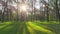 Forest morning sun spring nature beautiful wood background