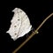 The forest mother-of-pearl butterfly, Salamis parhassus , on black background