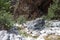 forest and mountain landscape, trails of travelers and mountains in the distance. Wooden bridges and streams