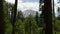 Forest and Mountain Peak at Lassen Volcanic National Park