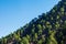 Forest on mountain slope in Canary Islands, Spain