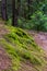 Forest mountain trail passes through a spruce forest, twined with tree roots. Designation of a tourist route. Beautiful