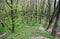 Forest and mountains of Crimea, Ai-Petri Mountain