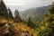 forest on mountaintop, with view of the forest below