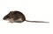 Forest mouse. Isolated on a white background