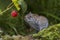 Forest mouse went in search of food