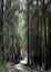 Forest in movement. Abstract artistic background, creative cinematic photo of forest over sunset, mysterious picture.Intentional c