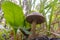 Forest Mushroom - Birch Bolete