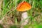 Forest mushroom boletus growing in nature among green grass