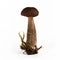 Forest mushroom boletus (Leccinum scabrum)