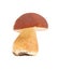 Forest mushroom - Boletus pinophilus