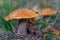 Forest Mushroom orange-cap boletus in the grass.