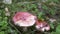 Forest, mushroom season. Russula mushrooms grow on the ground in the grass