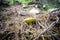 Forest mushroom, sulius granulatus