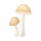 Forest Mushroom or Toadstool with Stem and Cap Isolated on White Background Vector Illustration