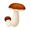 Forest Mushroom or Toadstool with Stem and Cap Isolated on White Background Vector Illustration