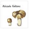 Forest mushroom on a white background. White edible mushroom, boletus. Vector illustration