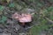 forest mushroom. a young pale milkcap with straightened wavy edge of the cap. delicious