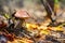 Forest mushrooms. birch mushroom. aspen mushroom