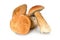 Forest mushrooms boletus