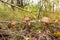 Forest mushrooms brown cap boletus growing in a green moss.