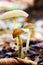 Forest Mushrooms In A Clearing Among The Fallen Leaves On Natural Background In Natural Habitat Close Up