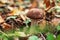 Forest mushrooms in a clearing in green grass