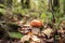 Forest mushrooms in a clearing in green grass