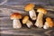 Forest mushrooms close up. Boletus edulis on wooden textural surface. Five small raw mushrooms on old wood.