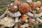 Forest mushrooms field plants trees