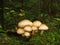 Forest mushrooms field plants trees