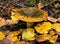 Forest mushrooms in the grass. Gathering mushrooms. Mushroom photo, lactarius turpis