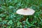 Forest mushrooms in the grass. Gathering mushrooms. Photo mushroom caps in green grass