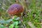 Forest mushrooms growing in green grass. Edible Bay Bolete (Boletus badius ).