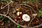 Forest, mushrooms, littles, fleece, cones, white fungus, background, chestnuts