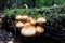 Forest mushrooms. Picking mushrooms in the forest. Russia