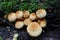 Forest mushrooms. Picking mushrooms in the forest. Russia