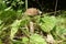 Forest mushrooms. Picking mushrooms in the forest. Russia