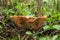 Forest mushrooms Saffron Milk Cap growing in a green moss.