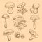 forest mushrooms sketches set